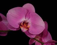 Phal. Unknown